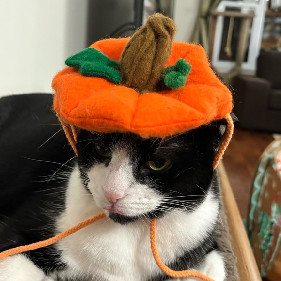 💕2/$20💕 The Great Pretendears Impawster Pet Accessory Halloween Pumpkin Hat - Picture 7 of 7